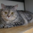 우다닥고양이호텔 이미지