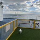 펫클라우드 이미지