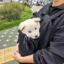 똥강아지 이미지