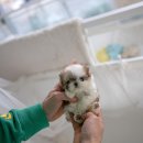 디자인독 이미지