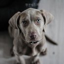 멍 앤 빌리지 네이버블로그