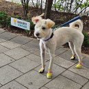 사족 이미지