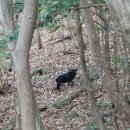 불갑산흑염소 이미지