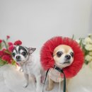 우리집강아지 애견미용 이미지