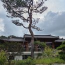 더포레스트 이미지