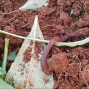 선향농장 이미지