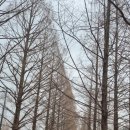 프로방스 | 담양 메타 프로방스 여행 후기｜크리스마스 감성 가득한 유럽 마을 + 메타세쿼이아길까지