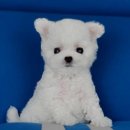 강아지분양 멍블랑 인천청라본점 이미지