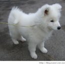 이쁜포리 이미지