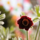 덕현허브 이미지