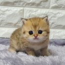르샤보떼
