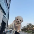 미니비숑분양 비숑프리제분양 천안강아지분양 아산강아지분양 세종강아지분양 애견분양 이미지