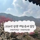 동광양꽃판매장 | 2026년 광양매화축제 미리 다녀온 후기, 하동에서 25분, 매화 개화 상황과 현장분위기 주차 꿀팁까지!