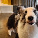 펫바스로 수지 이미지