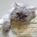 개냥이 이미지