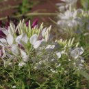 국화호수 이미지