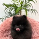 자연속의 펫 이미지