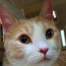 (고양이실종신고) 광주시 광산구 광주동물메디컬센터 근처에서 실종된 고양이를 찾습니다! 이미지