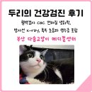 다솜고양이메디컬센터 | 고양이 건강검진｜부산 다솜고양이 메디컬센터 방문 후기｜혈액검사, 복부 초음파 영수증 포함
