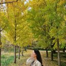나주 은행나무 수목원 GGT POT 25.11.12 실시간