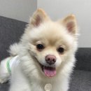 힐링펫샵 이미지