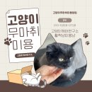 고양이미용연구소 | 고양이케어연구소 활짝냥피움냥의 고양이 무마취 미용 창업 클래스