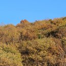 큰골사슴 네이버블로그