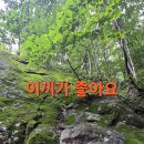 참나무 Daum카페
