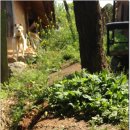 월선농장 이미지