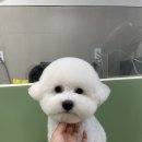 다엘 애견미용실 이미지