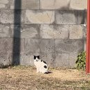 서귀고양이 이미지