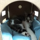 발라당냥 이미지