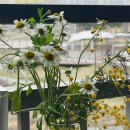 식물이 이쁜 위트앤그라스(witandgrass)에서 식물구매했어요:)