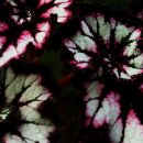 자세히 보아야 예쁘다 이미지