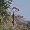 전남 담양 ＜병풍산＞의 암골미와,, 작고 고운 4월의 야생화~,, 이미지
