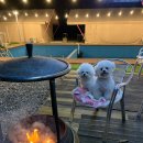 죠스글램핑 | 서울 근교 동두천 애견 동반 죠스 글램핑 | 애견 동반 수영장, 빙어 낚시