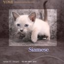 도도한 개냥이 이미지