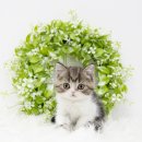 든든 딜리버리 광주점 | 광주메인쿤분양 거대한 부드러움