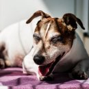 경북대동물병원 이미지