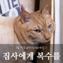 벌거벗은 고양이 이미지