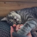 제갈견 동물병원 이미지