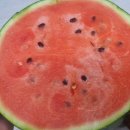 당도 - 서산시 성연3로 57-30 | 🍉 맛있는 수박 고르는 법부터 당도 최고 대성공 후기입니다!💚🍉