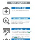 보성이탈리안그레이하운드 이미지