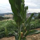 농소2동 주민센터 이미지