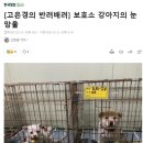 성탄이와 모찌 사진이 담긴 한국일보 고은경 기자의 기사 - 보호소 강아지의 눈망울 이미지