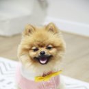 도그홀릭 | 강아지옷쇼핑몰 도그홀릭 홍시 이름이 들어간 유치원케이프 후기