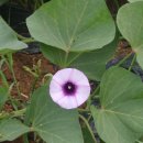 진부농장 이미지