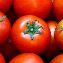 토마토 이미지