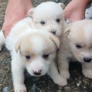 알콩달콩 흑염소 이미지