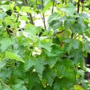 조영섭농장 이미지